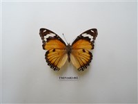 藏品(雌擬幻蛺蝶)的圖片